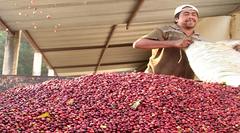 Caficultores venezolanos elevan calidad y conquistan mercados internacionales