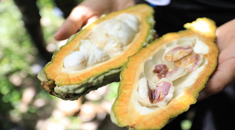 Barinas fortalece producción de cacao con prácticas sostenibles agroecológicas